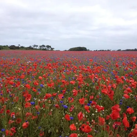 Haus Kranichfeld S 드란스케